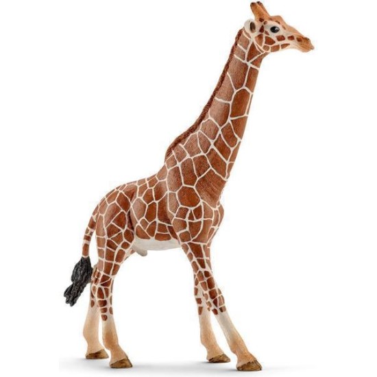 Giraf Mannetje