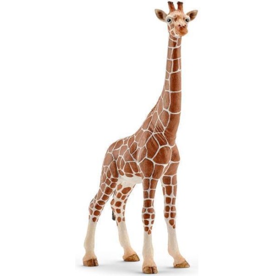 Giraf Vrouwtje