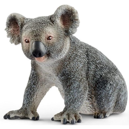 Koalabeer