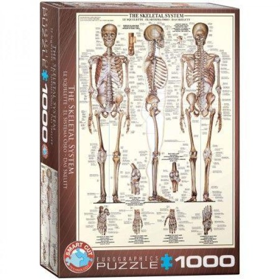Skeletal System (1000)