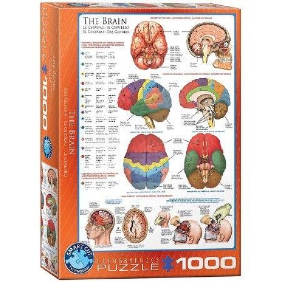 The Brain (1000)