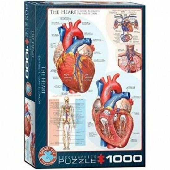 The Heart (1000)