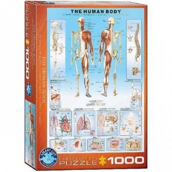 The Human Body (1000)