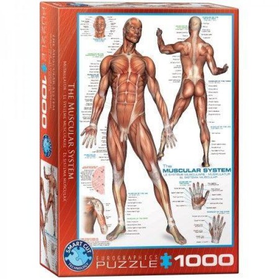 The Muscular System (1000)
