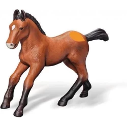 Andalusiër Veulen Andalusiër Veulen