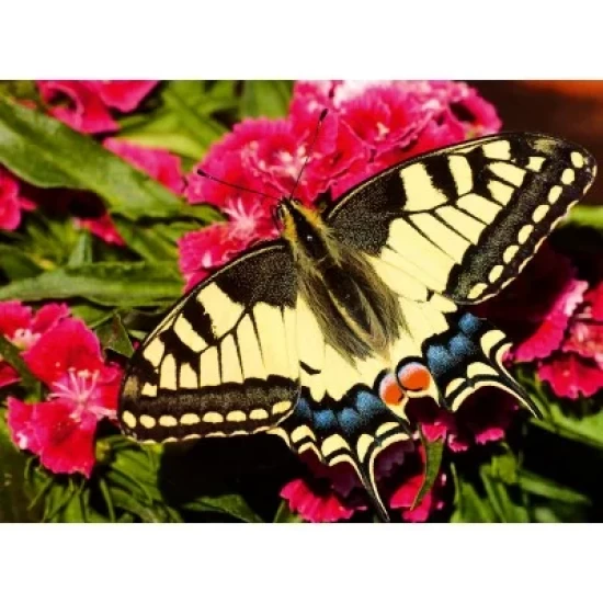 Butterfly (500) Butterfly (500)