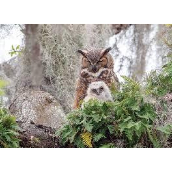 Ch Great Horned Owl