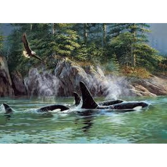 Ch Orcas