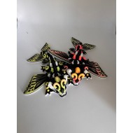 Draak Baby S Butterfly  Mix