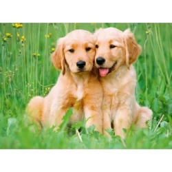 The Golden Retriever Brothers