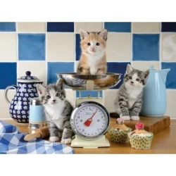 Kittens In De Keuken