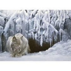 Cobble Hill Puzzle 1000 Pieces - Dozing Lynx Cobble Hill Puzzle 1000 Pieces - Dozing Lynx