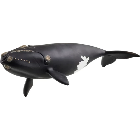 Schleich Wild Life North Atlantic Right Whale