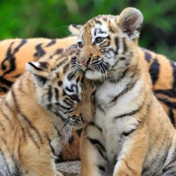 Panda Tijger En Leeuw (3×49)