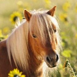 Schattige Pony’s (3×49)