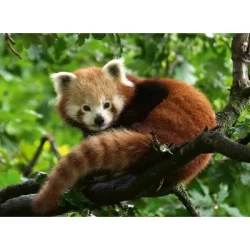 Schattige Rode Panda (500)