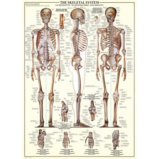 Skeletal System (1000) Skeletal System (1000)