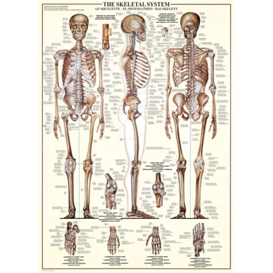 Skeletal System (1000)