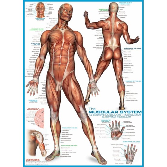 The Muscular System (1000)