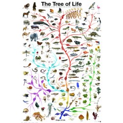 The Tree Of Life (1000)