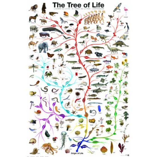 The Tree Of Life (1000) The Tree Of Life (1000)