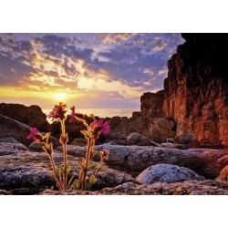 Puzzel Red Campion 1000 Heye 29671 New :: Heye