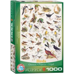 Birds (1000) Birds (1000)