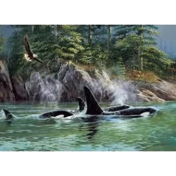 Ch Orcas Ch Orcas
