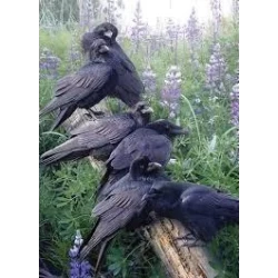 Ch Raven Rendezvous