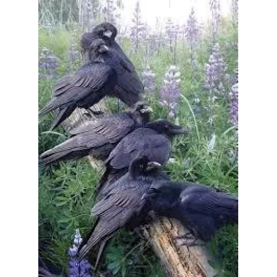 Ch Raven Rendezvous